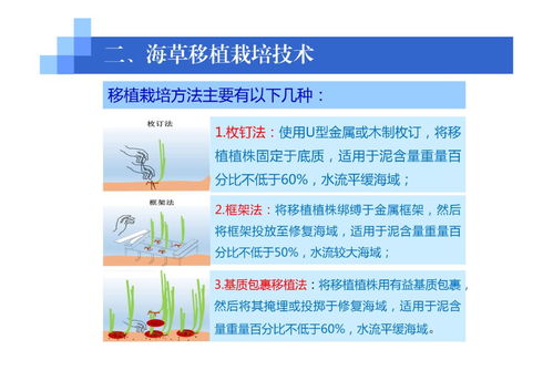 海藻的移植栽培技術(shù) 從自然采集到人工種植的開(kāi)發(fā)之路